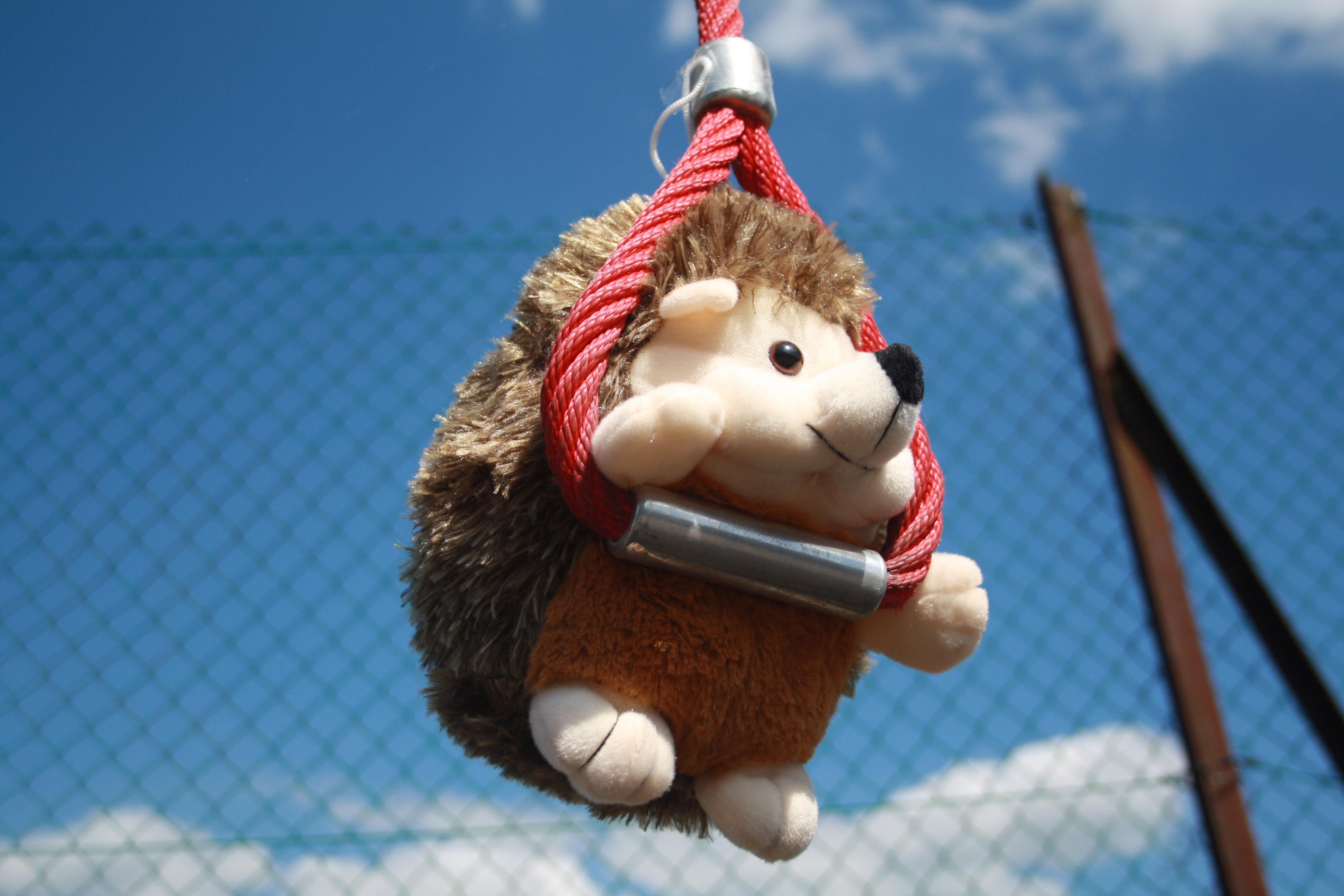 Hannah the have-a go hedgehog